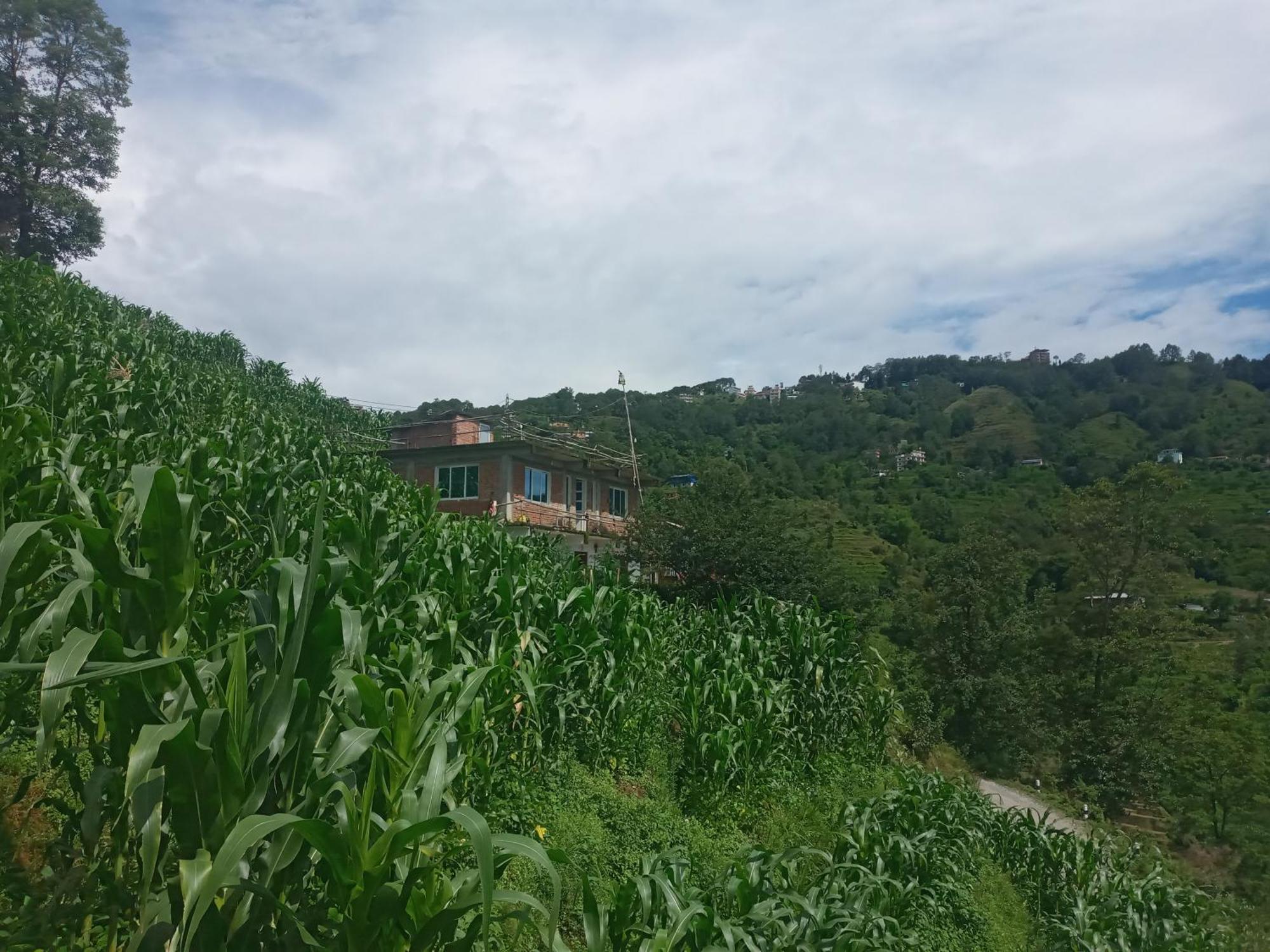Unique Point Home Stay Нагаркот Екстериор снимка